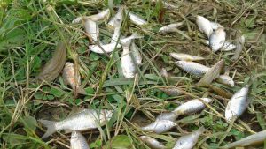 amravati-nadi-fish-death-photo03