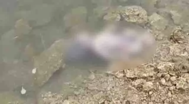 સાબરકાંઠા: ઇડરમાં સાબરમતી નદી કિનારેથી ત્યજી દીધેલ મૃત બાળક મળી આવ્યું, પોલીસે શરૂ કરી તપાસ