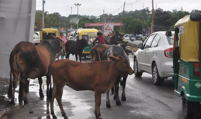 ભરૂચ: ઝઘડીયાના સારસા નજીક રેતી ભરેલ ટ્રકે અડફેટે લેતા 10 ગાય ઇજાગ્રસ્ત