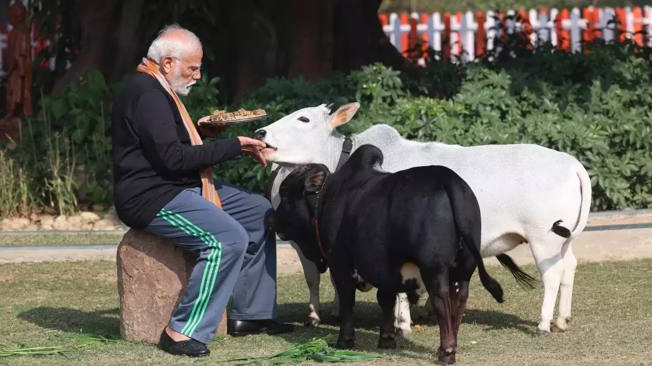 વડાપ્રધાન નરેન્દ્ર મોદીએ મકરસંક્રાંતિ નિમિત્તે PMOમાં પાળેલી ગાયોને વ્હાલ કરતા જોવા મળ્યા