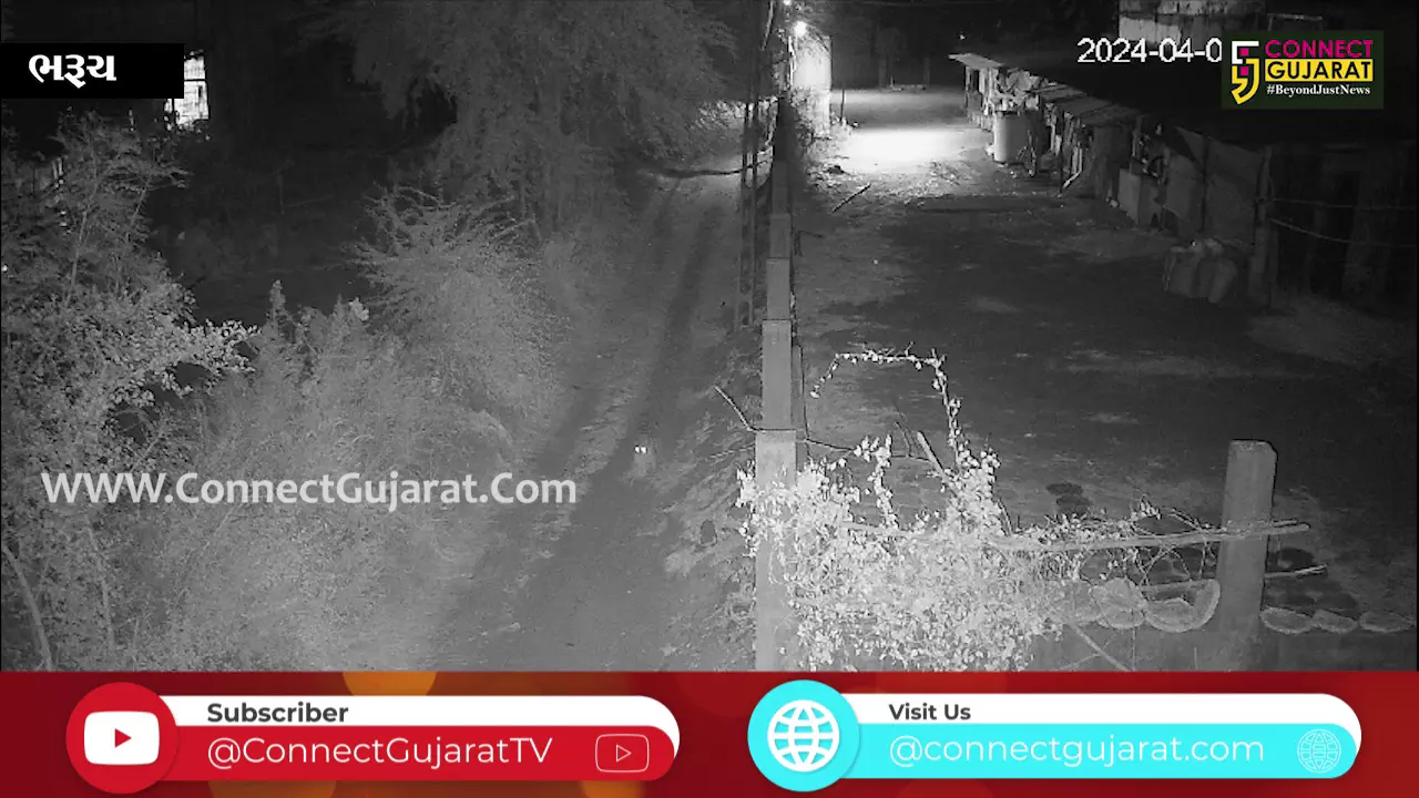 ભરૂચ: નેત્રંગના કેલ્વીકુવા ગામે દીપડાએ શ્વાનના 2 બચ્ચાનો કર્યો શિકાર, જુઓ CCTV
