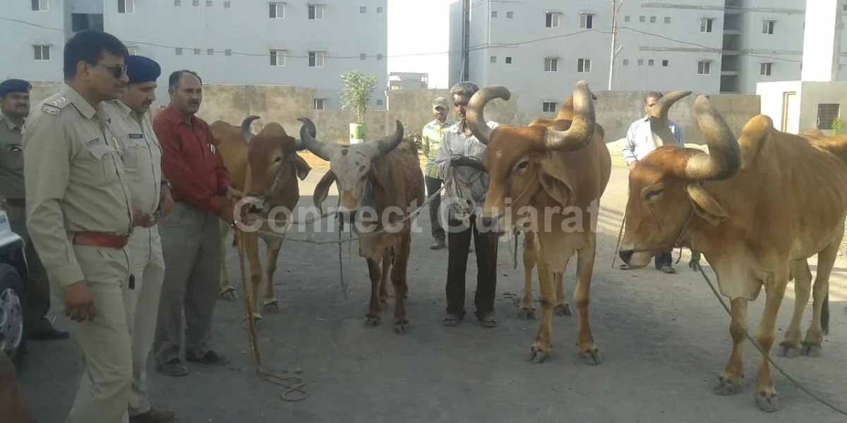 ભરૂચ ના ડુંગરી વિસ્તારમાંથી બીનવારસી ગૌવંશ મળી આવતા ચકચાર.