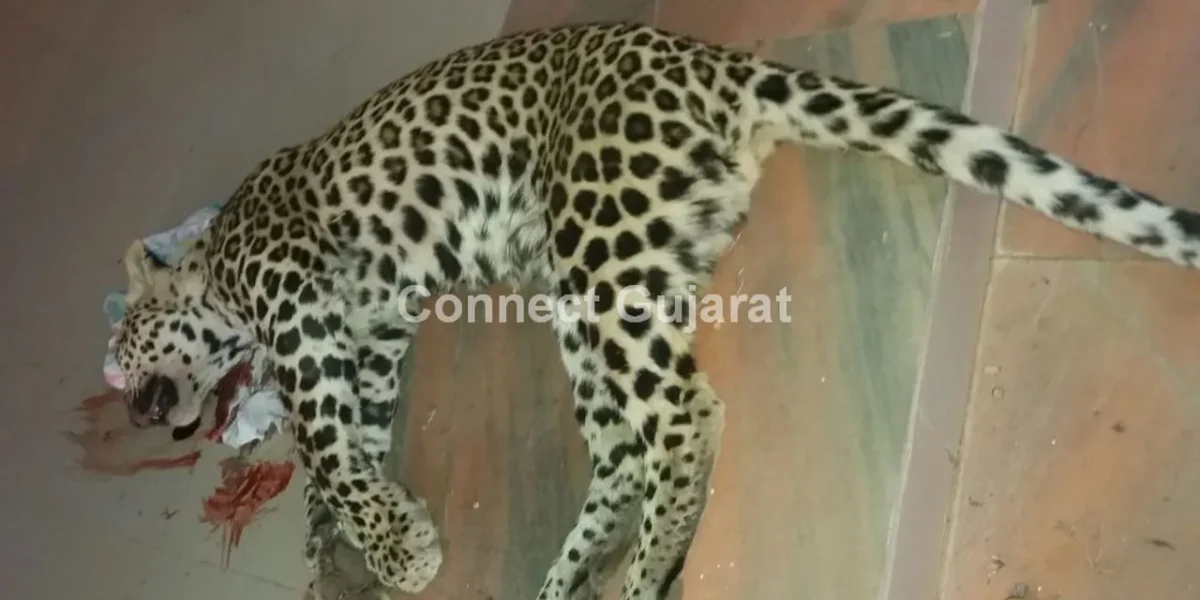 વાલિયા ના ગુંદીયા ગામે દીપડાનો આતંક.