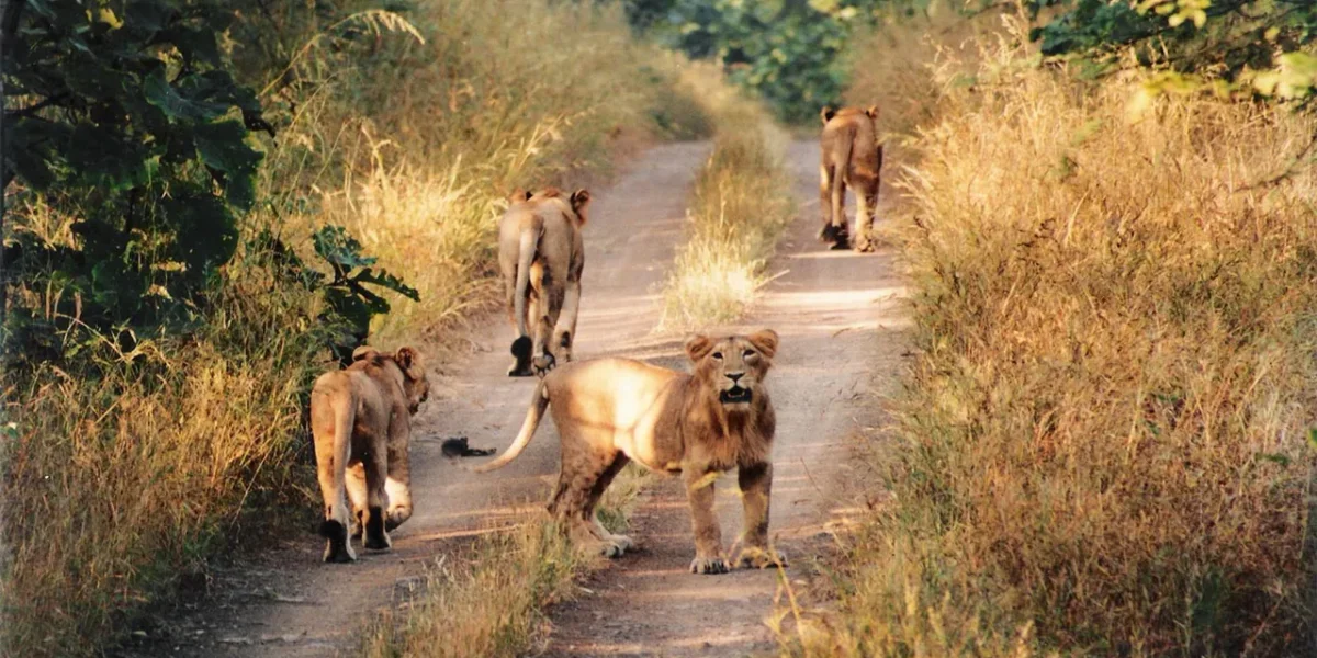 ચાર મહિના માટે નહિ થાય ગુજરાત માં સિંહ દર્શન