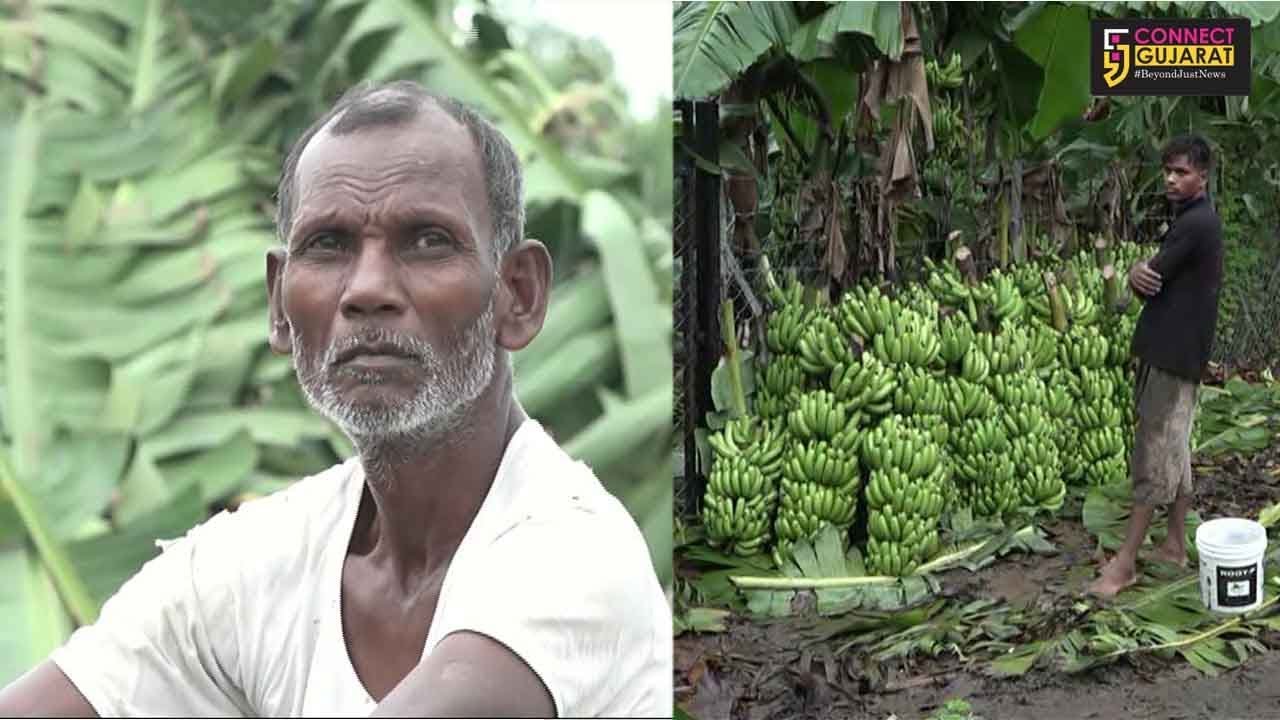 રાજપીપળાઃ કેળા પકવતા ખેડૂતોને રાતા પાણીએ ન્હાવાનો વારો