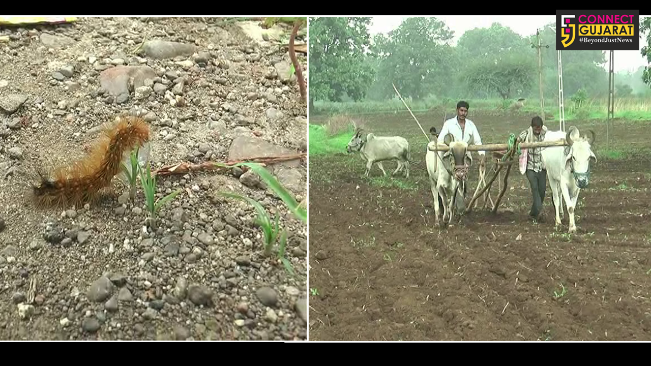 નર્મદા જિલ્લામાં ખેતરમાં ભુછરા નામની જીવાત પડતાં ખેતી નીષ્ફળ જવાની ભીતિ થી ખેડૂત ચિંતામાં