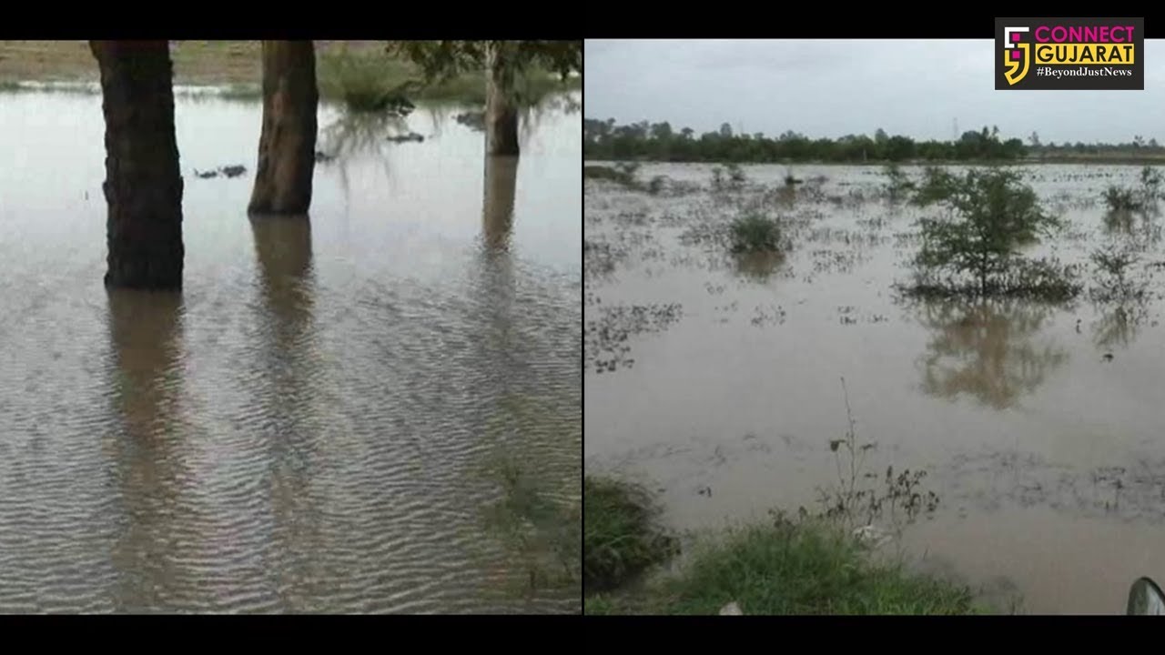 ડભોઇ : ધોધમાર વરસેલા વરસાદથી ખેતરોમાં ભરાયા પાણી