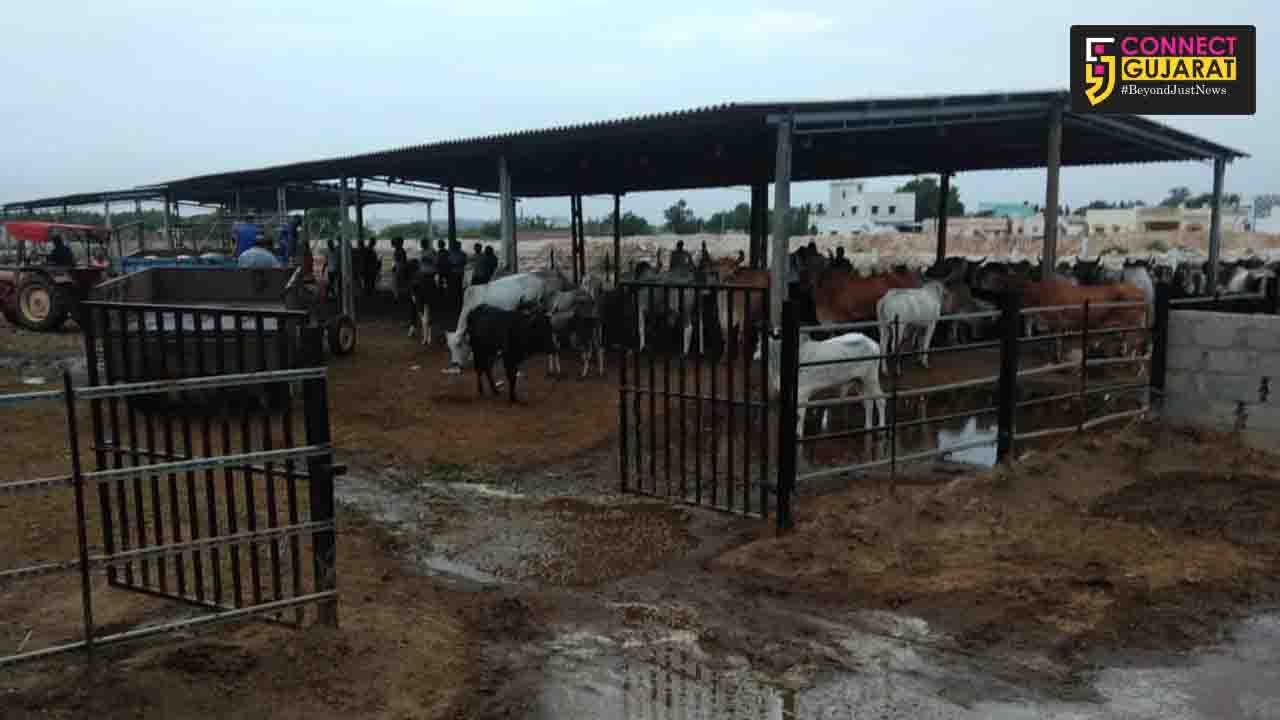 કચ્છ: ગૌશાળામાં ઝેરી ઘાસચારો આરોગવાથી અત્યાર સુધી 30 ગાયોના મોત