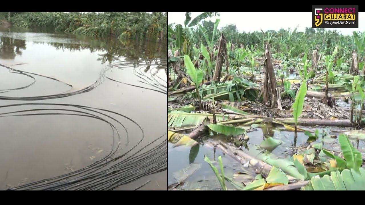 નર્મદા : કેળના પાક પાણીમાં ગરકાવ થતાં ખેડૂતોને નુકશાન, કરજણ જળાશય યોજના તરફથી વળતરની કરાઇ માંગ