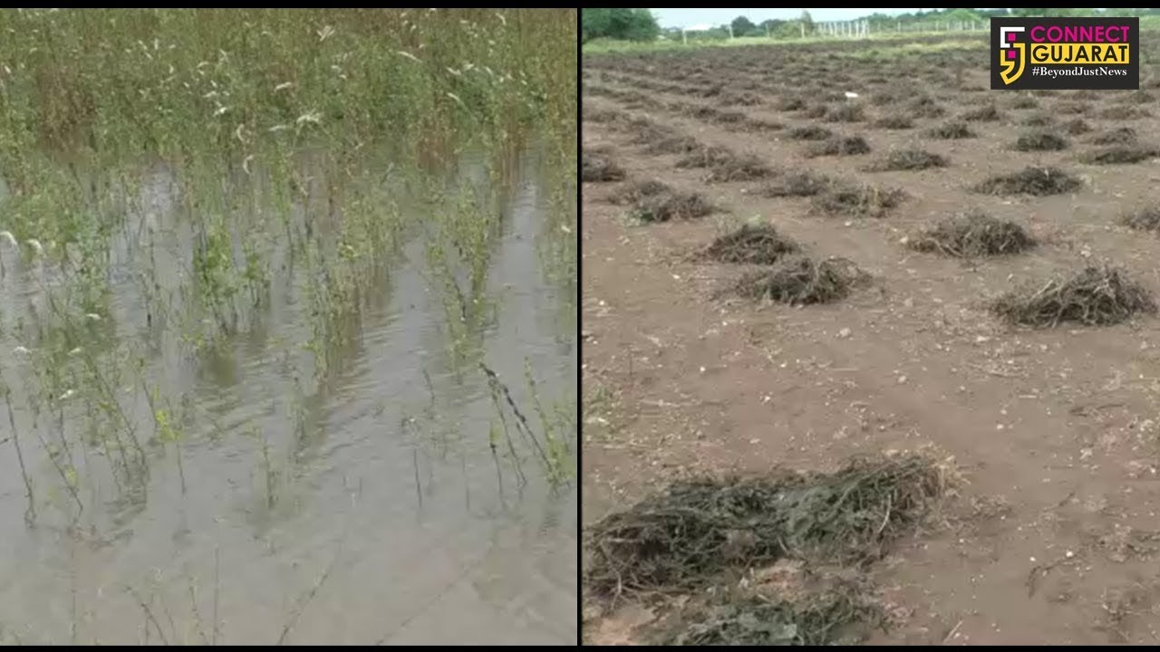 રાજકોટ : અતિવૃષ્ટિથી ખેતીને નુકશાન, અમરેલીના ખેડૂતોએ માંગી સહાય