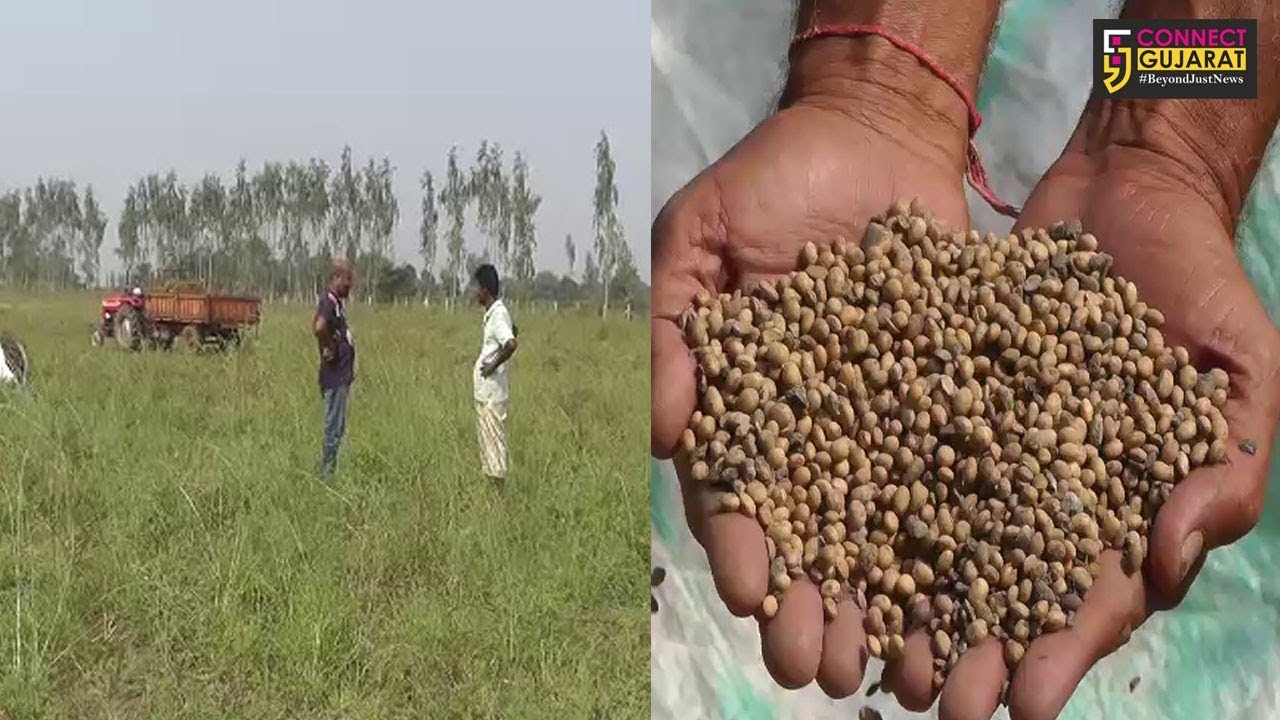 ખેડા : જગતના તાત પર જગતનો નાથ થયો નારાજ, અતિવૃષ્ટિને કારણે સોયાબીનનો પાક નિષ્ફળ
