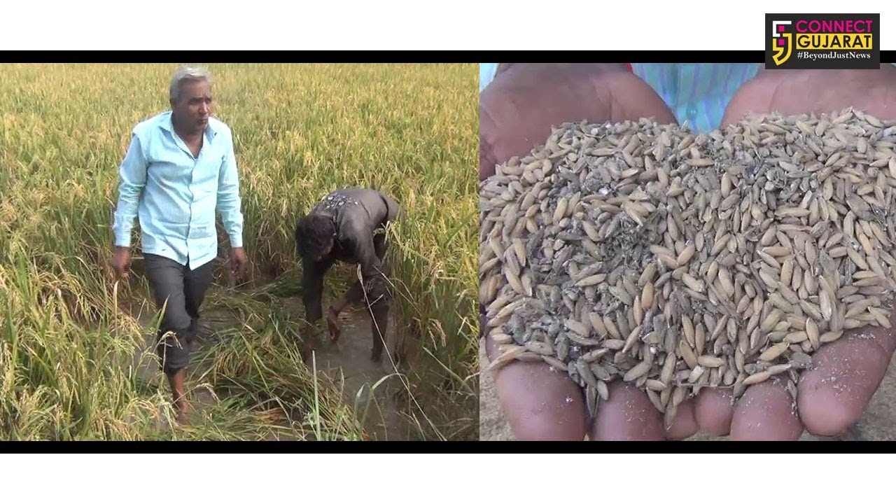 ખેડા : અતિવૃષ્ટિથી ખેતીને નુકશાન, સર્વે કરવામાં તંત્રની આળસ