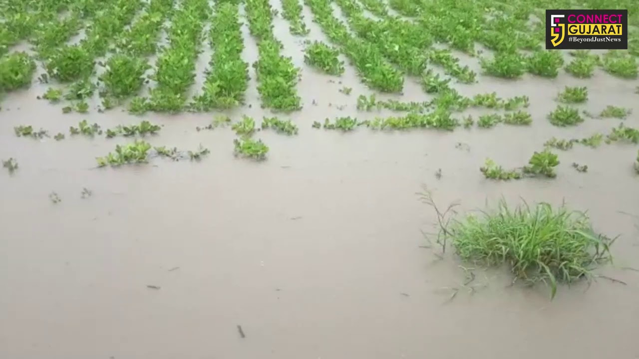 ગીર સોમનાથ : વેરાવળમાં વરસ્યો ધોધમાર વરસાદ, ગ્રામ્ય વિસ્તારના ખેતરોમાં ભરાયા પાણી