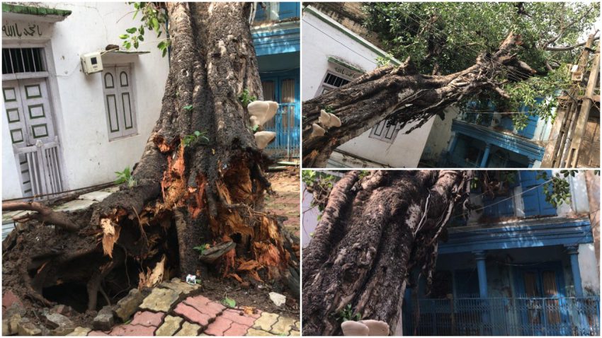 અંકલેશ્વર : હવેલી ફળિયામાં વૃક્ષ ધરાશાયી થઈ મકાન પર પડ્યું, પરીવારનો આબાદ બચાવ