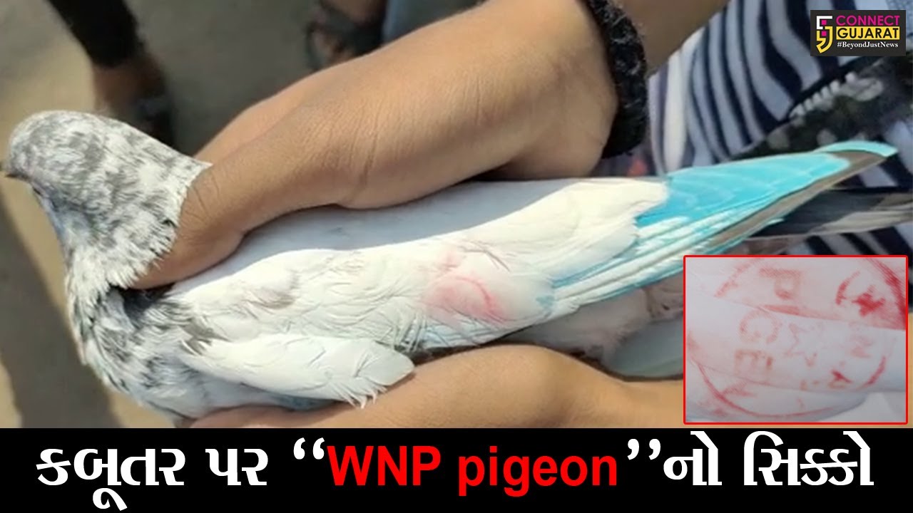 સુરત : પાંડેસરામાં “WNP pigeon” લખેલું શંકાસ્પદ કબૂતર મળી આવ્યું, પોલીસ થઈ દોડતી