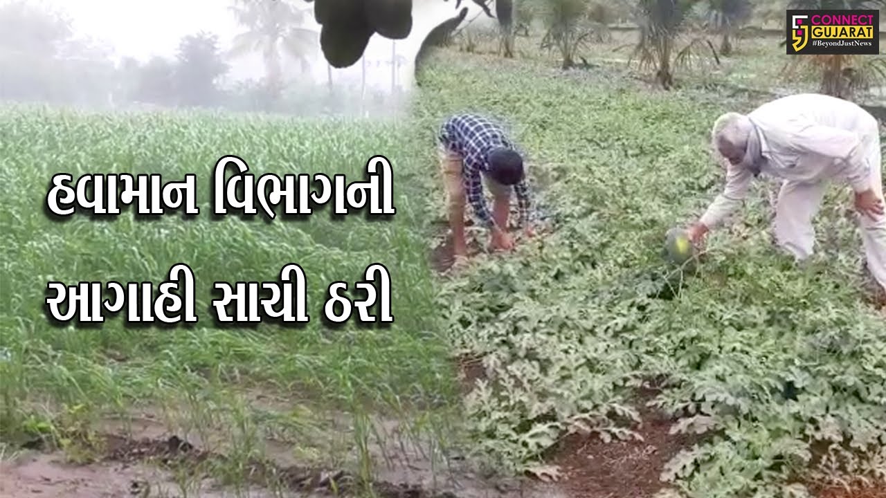 ગુજરાત : વેરાવળ સહિતના દરિયાકાંઠા વિસ્તારોમાં માવઠું, ખેડુતોમાં ચિંતાનો માહોલ