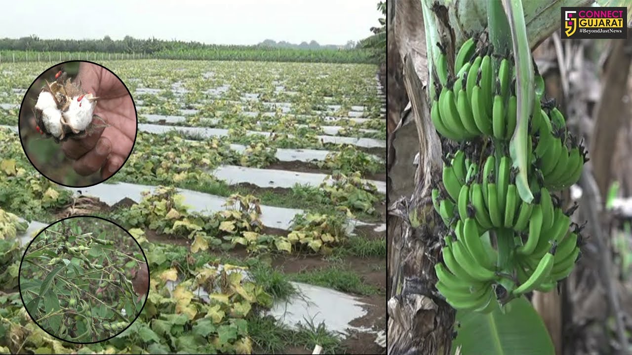 નર્મદા : જીલ્લામાં કમોસમી વરસાદથી ખેતીમાં નુકશાની, ખેડૂતો પાયમાલ