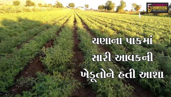 જુનાગઢ : ભેસાણના ખેડૂતોએ મોટા પ્રમાણમાં કર્યું હતું ચણાનું વાવેતર, જુઓ માત્ર 600થી 700 રૂ. ભાવ મળતા ખેડૂતોએ શું કર્યું..!