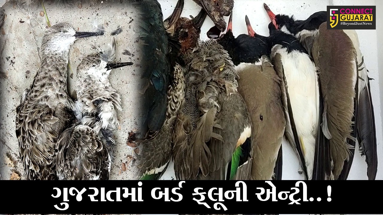 જુનાગઢ : બાંટવા ગામે સંખ્યાબંધ મૃત પક્ષી મળતા તંત્ર થયું દોડતું, જુઓ કેવી આશંકા વ્યક્ત કરાઇ..!