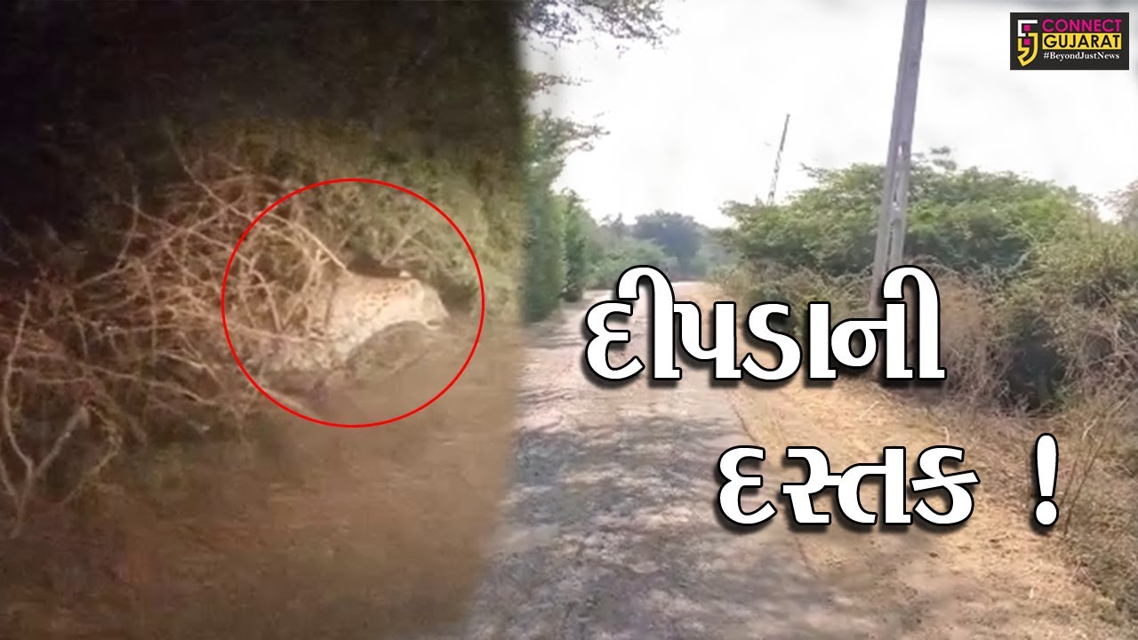 અંકલેશ્વર: સારંગપુર ગામની સીમમાં દીપડાએ દેખા દીધા, જુઓ LIVE વિડીયો