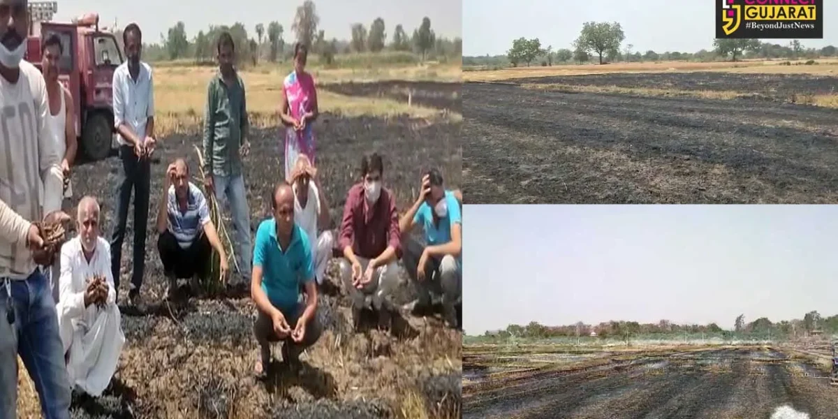 મહિસાગર : લુણાવાડાના ગધનપુરમાં ઘઉંના ખેતરમાં ભીષણ આગ, ખેડૂત બેહાલ
