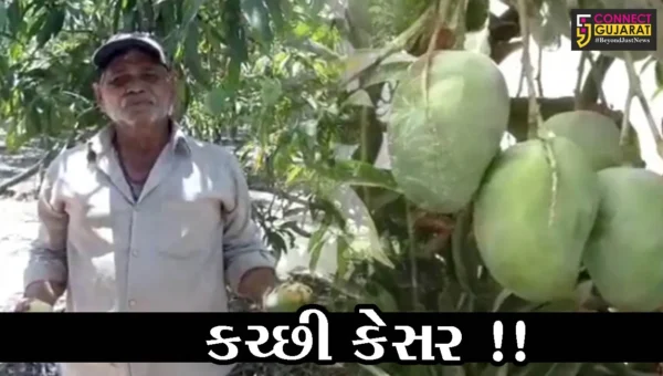 કચ્છ: જગ વિખ્યાત કેસર કેરીની આતુરતાનો અંત, જુઓ અધધ થયું ઉત્પાદન