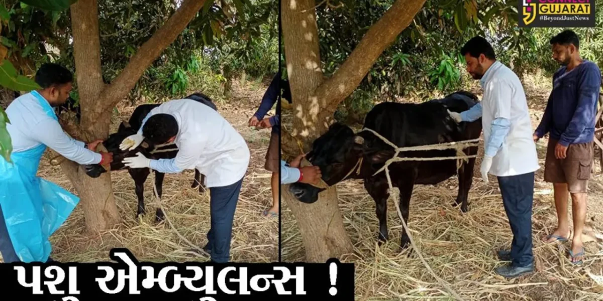 સુરત: સુમુલ ડેરીનો નવતર પ્રયોગ, અબોલ પશુઓને મળશે 24 ક્લાક સારવાર, જુઓ કઈ સેવા શરૂ થશે