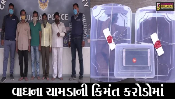 અમદાવાદ : વાઘનું ચામડું વેચવા નીકળેલા ચાર ઇસમો પોલીસના હાથે ઝડપાયાં, ક્રાઇમ બ્રાંચનું ઓપરેશન