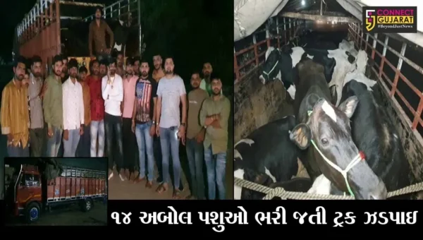ખેડા : લુધિયાણાથી મહારાષ્ટ્ર કતલખાને લઈ જવાતા પશુઓનો જીવ બચાવતા ગૌરક્ષકો