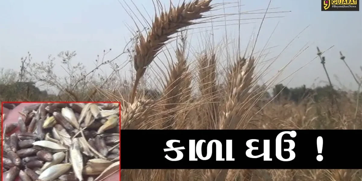 સુરત : ઓલપાડના સાંધીએર ગામના ખેડૂતે કાળા ઘઉંની કરી સફળ ખેતી, જુઓ શું હોય છે વિશેષતા