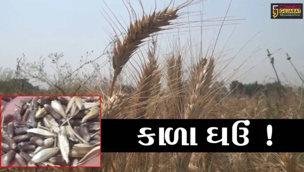 સુરત : ઓલપાડના સાંધીએર ગામના ખેડૂતે કાળા ઘઉંની કરી સફળ ખેતી, જુઓ શું હોય છે વિશેષતા