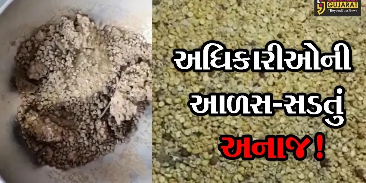 મહેસાણા: મધ્યાહન ભોજન યોજના અંતર્ગત અપાતા અનાજના આવા હાલ, તમે પણ જોઈ ચોંકી જશો