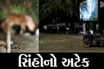 જુનાગઢ : ભવનાથમાં સિંહોએ મારણ કરી મિજબાની માણી, લોકટોળાએ લાઈવ દ્રશ્યો નિહાળ્યા