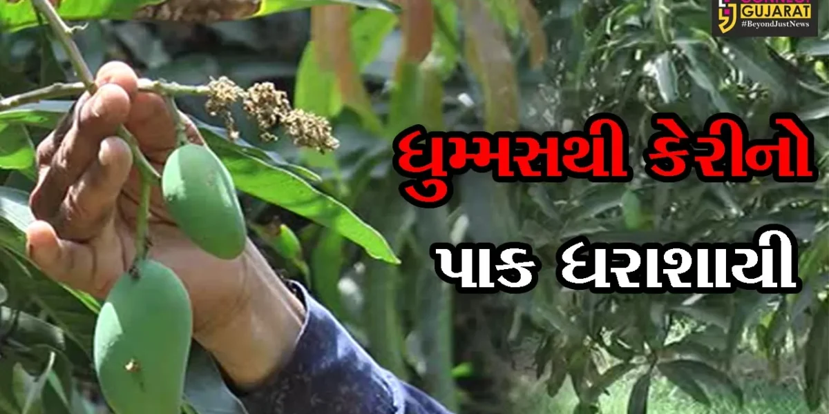 ભરૂચ : કેરીના રસિયાઓ માટે ખરાબ સમાચાર, કેરીના તૈયાર રસથી ચલાવવું પડશે કામ