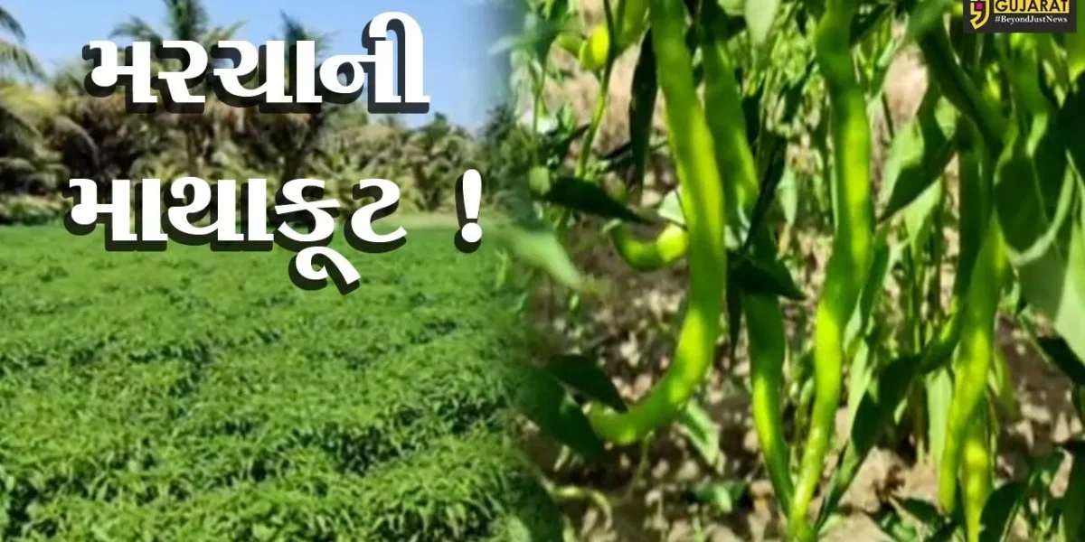 ગીર-સોમનાથ: મરચાનું મબલખ ઉત્પાદન પણ વચેટિયાઓના કારણે ખેડૂતો પરેશાન