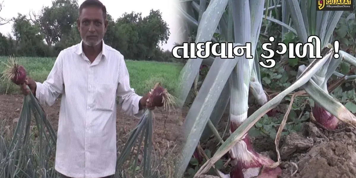 સાબરકાંઠા: પ્રાંતિજના ખેડૂતે તાઇવાન ડુંગળી વાવી અખતરો કર્યો, જુઓ શું હોય છે વિશેષતા
