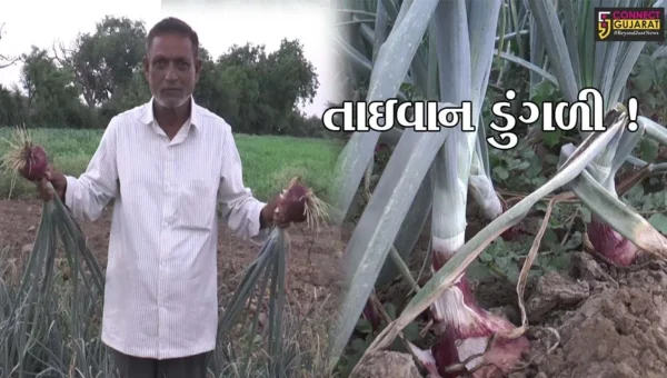 સાબરકાંઠા: પ્રાંતિજના ખેડૂતે તાઇવાન ડુંગળી વાવી અખતરો કર્યો, જુઓ શું હોય છે વિશેષતા