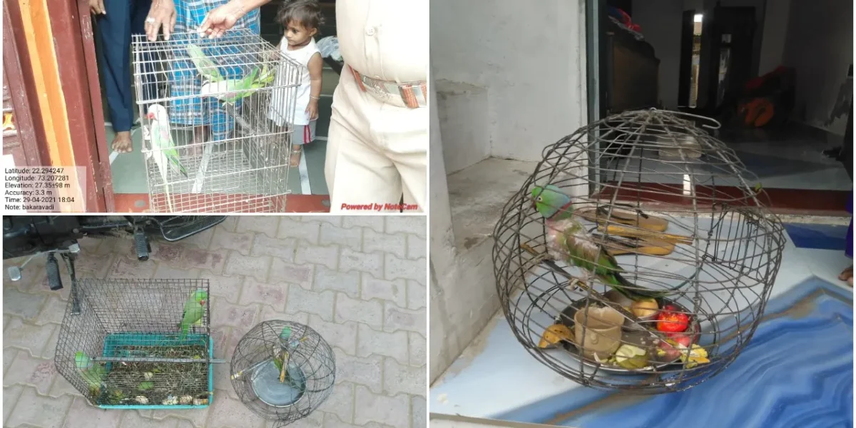 વડોદરા : ગેરકાયદેસર રીતે લોકોએ કેદ રાખ્યા હતા વન્યજીવો, GSPCA-વન વિભાગે દરોડા પાડી 100થી વધુ વન્યજીવોને મુક્ત કરાવ્યા