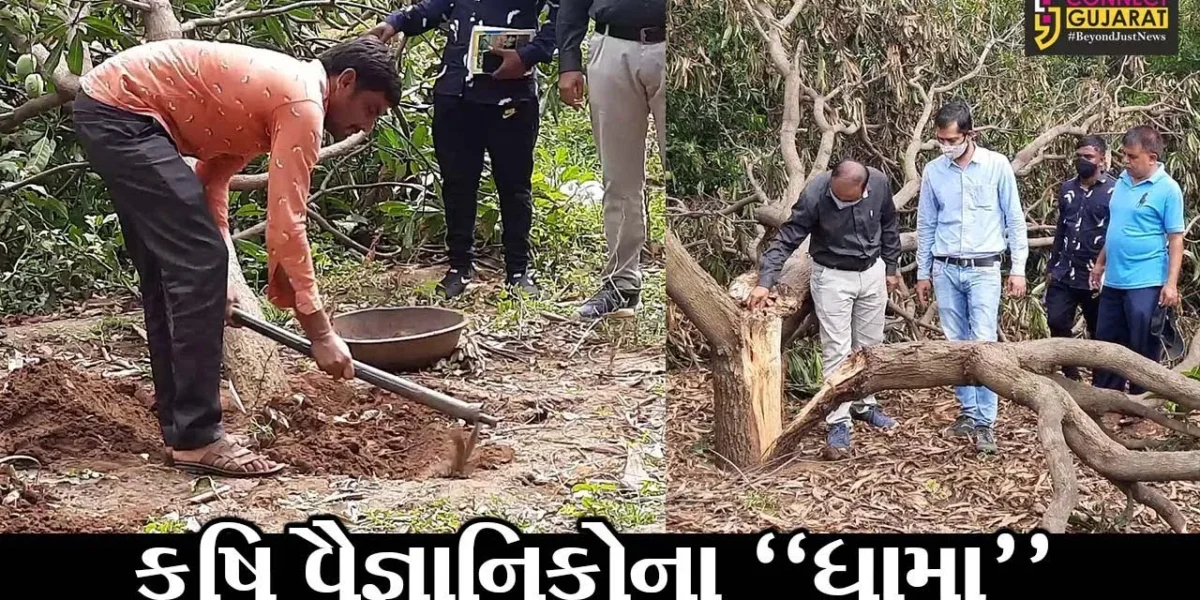 ભાવનગર : તાઉ-તે વાવાઝોડાના કારણે બાગાયતી પાકને નુકશાન, આણંદ એગ્રીકલ્ચર યુનિવર્સિટીના કૃષિ વૈજ્ઞાનિકોએ લીધી મુલાકાત
