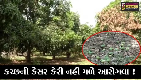 કચ્છ: જગવિખ્યાત કેસર કેરીને વાવાઝોડાના કારણે ભારે નુકશાન, જુઓ દ્રશ્યો