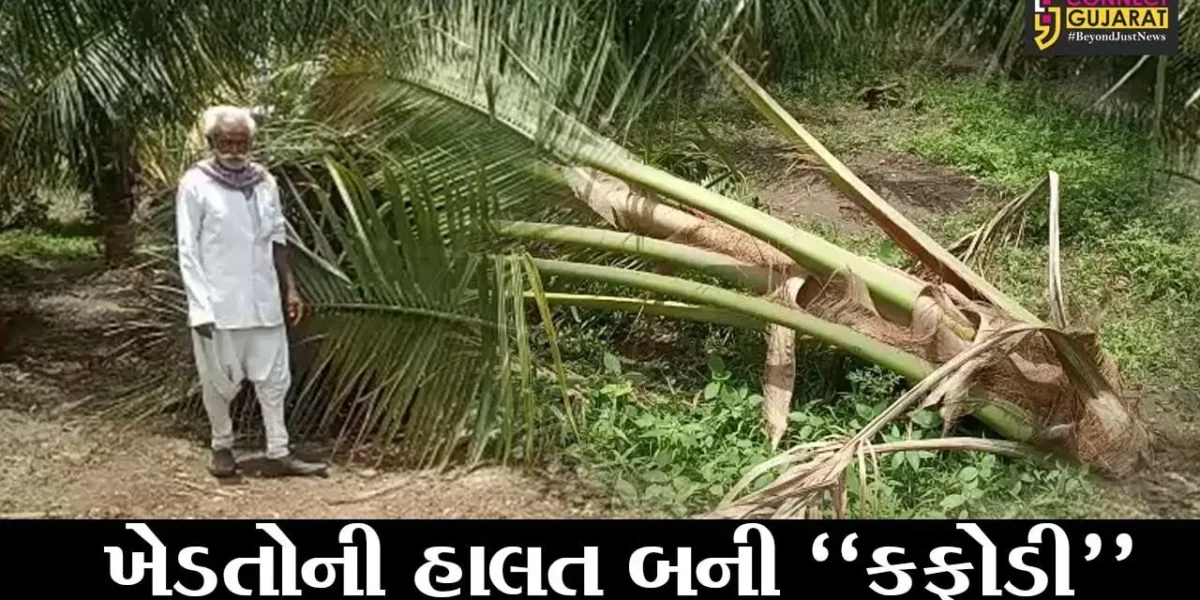 ગીર સોમનાથ : ખેડૂતોએ માવજત કરીને વૃક્ષો મોટા કર્યા, ત્યાં જ તાઉતે વાવાઝોડાએ પાકને પહોચાડ્યું મોટું નુકશાન