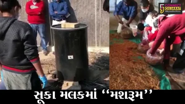 કચ્છ : સફરજનના સફળ વાવેતર બાદ હવે સૂકા રણપ્રદેશમાં થયું મશરૂમનું ઉત્પાદન, GUIDEના વૈજ્ઞાનિકોને મળી સફળતા