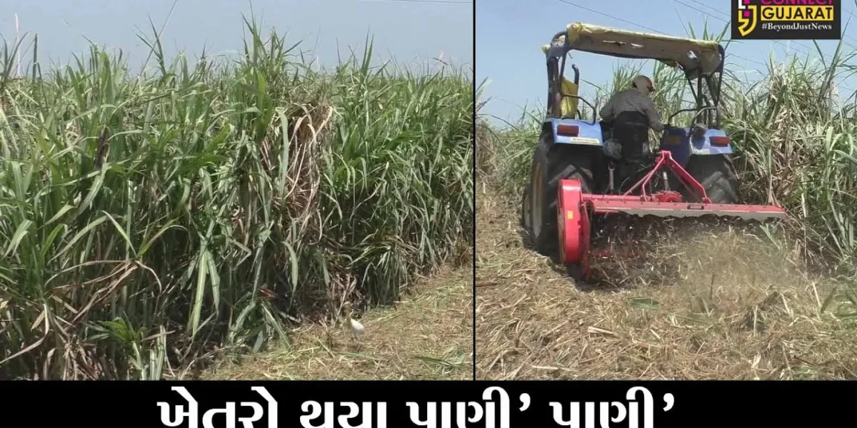 સુરત : વિનાશી વાવઝોડાએ ઊભા પાકનો કર્યો નાશ, સીવણ ગામના ખેડૂતે શેરડીના પાક પર ફેરવી કાઢ્યું ટ્રેક્ટર