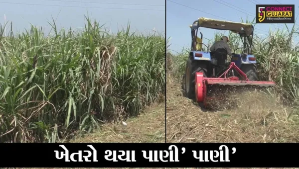 સુરત : વિનાશી વાવઝોડાએ ઊભા પાકનો કર્યો નાશ, સીવણ ગામના ખેડૂતે શેરડીના પાક પર ફેરવી કાઢ્યું ટ્રેક્ટર