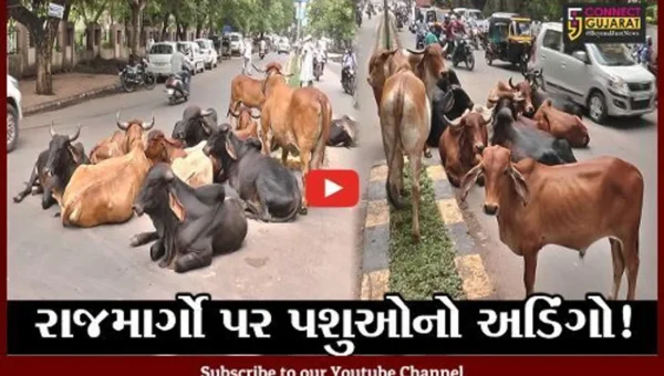 ભરૂચ: જાહેર માર્ગો પર રખડતા પશુઓનો જમાવડો, અકસ્માતની સેવાતી ભીતિ
