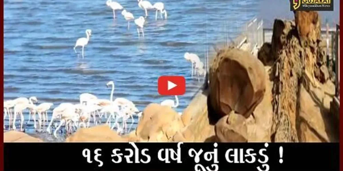 કચ્છ: ધોળાવીરામાં 16 કરોડ વર્ષ જૂનું Jurassic Fossil Wood મળી આવ્યું