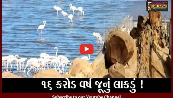 કચ્છ: ધોળાવીરામાં 16 કરોડ વર્ષ જૂનું Jurassic Fossil Wood મળી આવ્યું