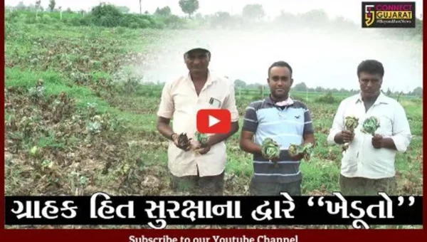 સાબરકાંઠા : લીમલા ખાતે કોબીજ પકવતા ખેડૂતોને આવ્યો રાતા પાણીએ રોવાનો વારો