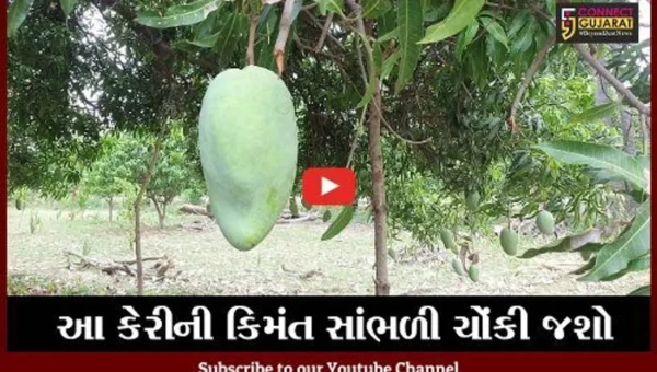 મધ્યપ્રદેશ : દેશમાં માત્ર કઠિવાડામાં થાય છે “નુરજહા” કેરી, એક કેરીની કિમંત છે હજારો રૂપિયામાં