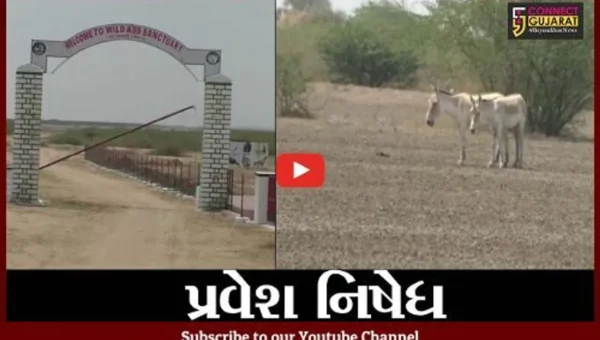 સુરેન્દ્રનગર : આજથી ઘુડખર અભયારણ્ય 15 ઓક્ટોબર સુધી પ્રવાસીઓ માટે સદંતર બંધ